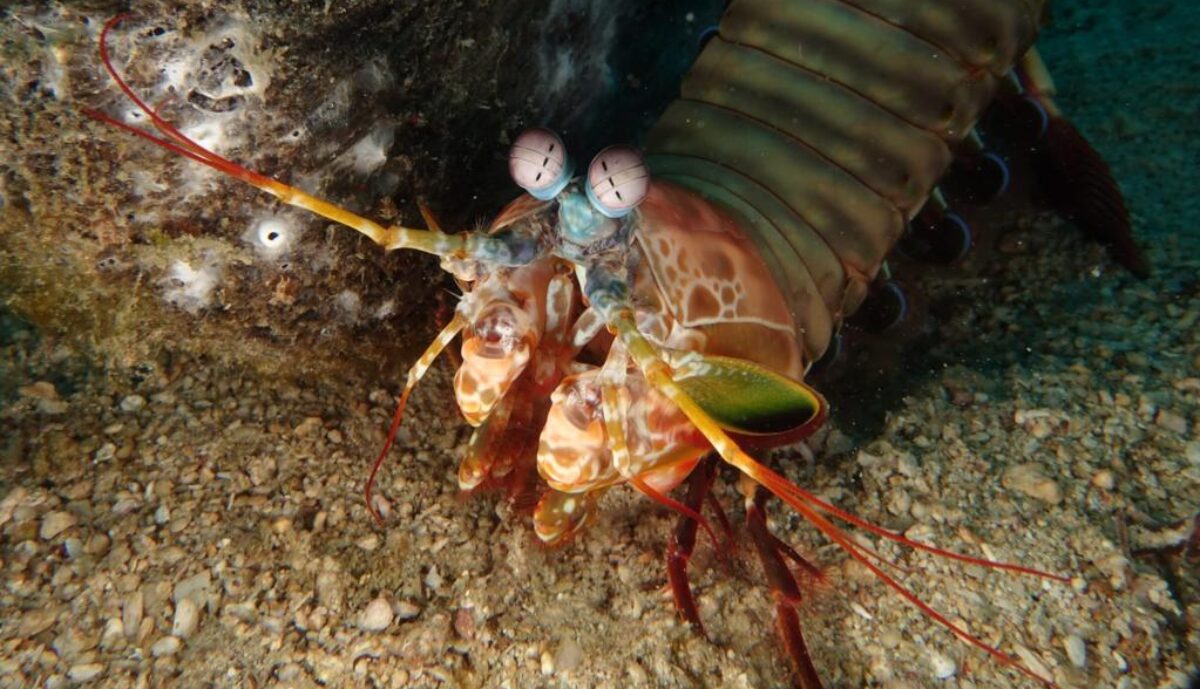 ASD POSIDONIA SUB